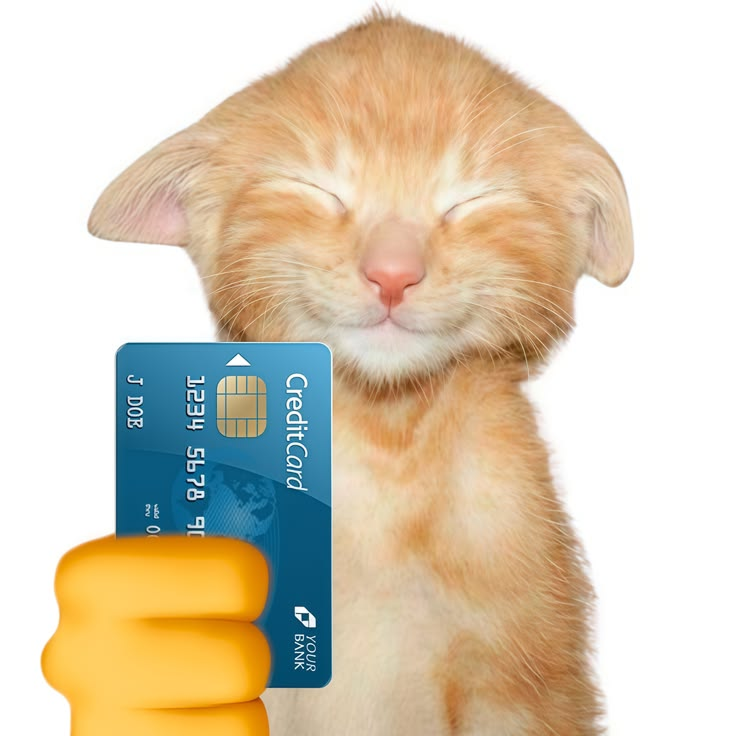 Cat card