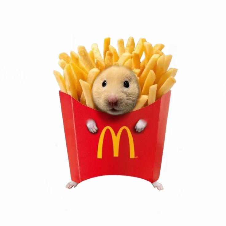 Fries hamster